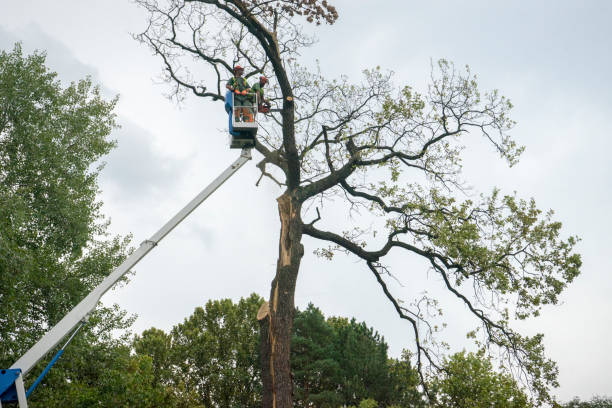 Best Firewood Processing and Delivery  in Mccrory, AR