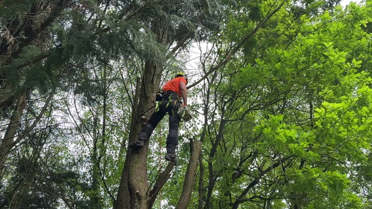 Best Storm Damage Tree Cleanup  in Mccrory, AR