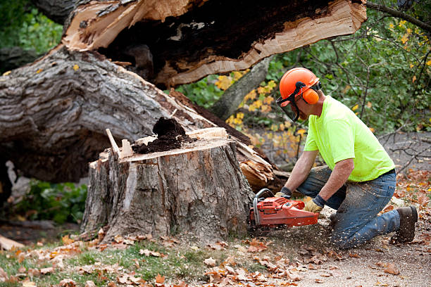 Best Tree Maintenance Programs  in Mccrory, AR