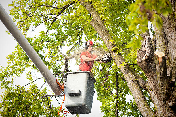 Best Arborist Consultation Services  in Mccrory, AR